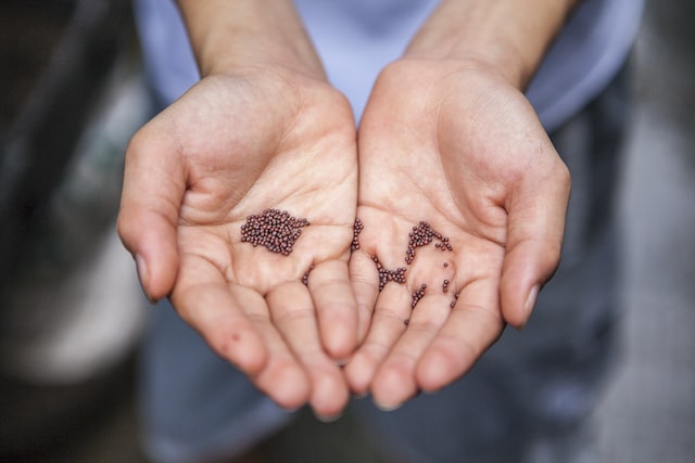 cannabis seeds