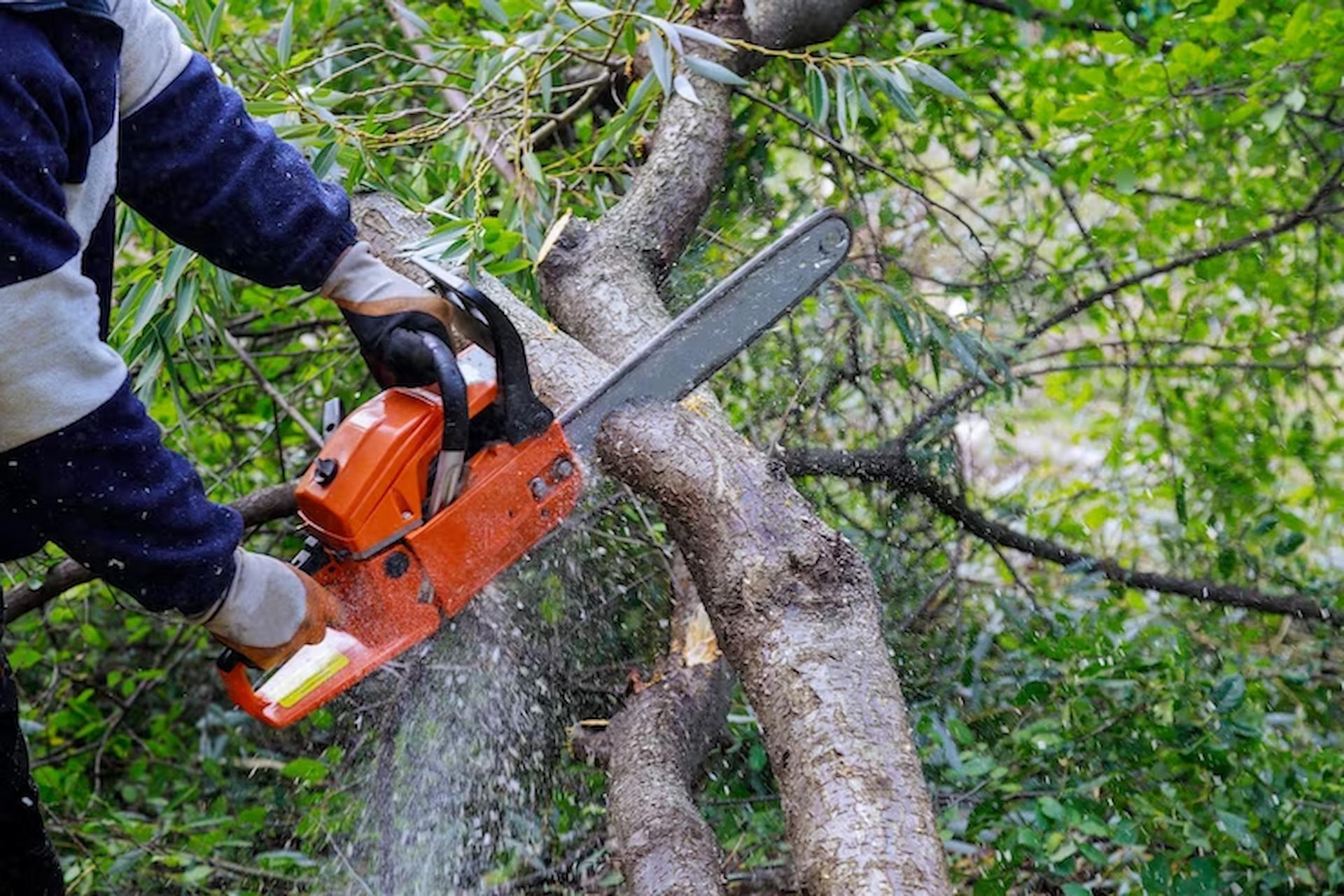 Expert Tree Surgery Tips for Maintaining Healthy Trees