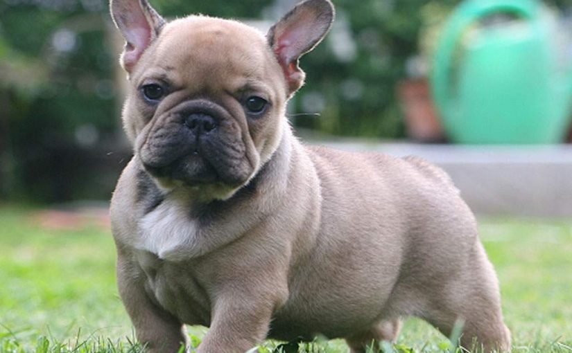 Buying a dog from a Bulldog breeders