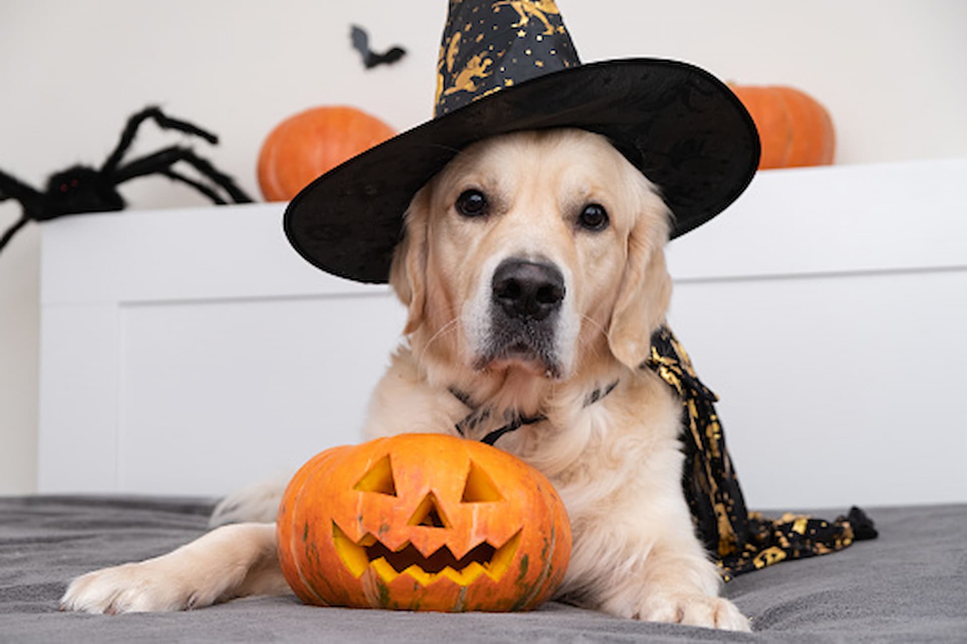 Halloween: How to Celebrate It With Your Dog